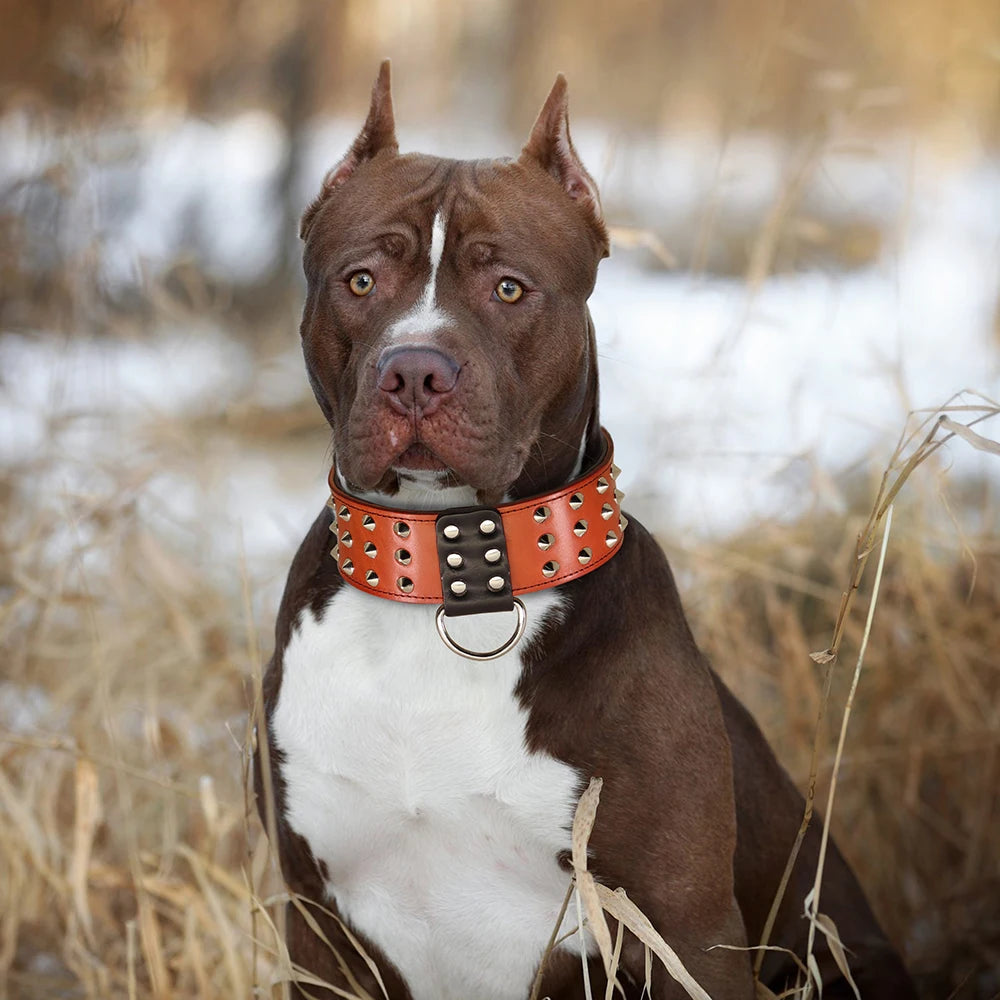 collier en cuir gros chien