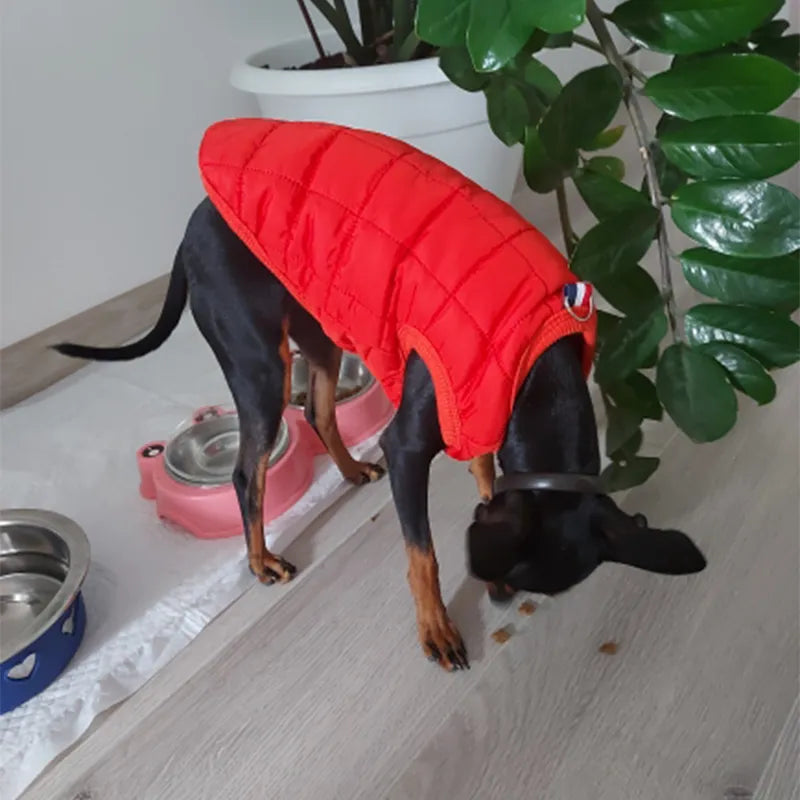 Manteau pour chien.